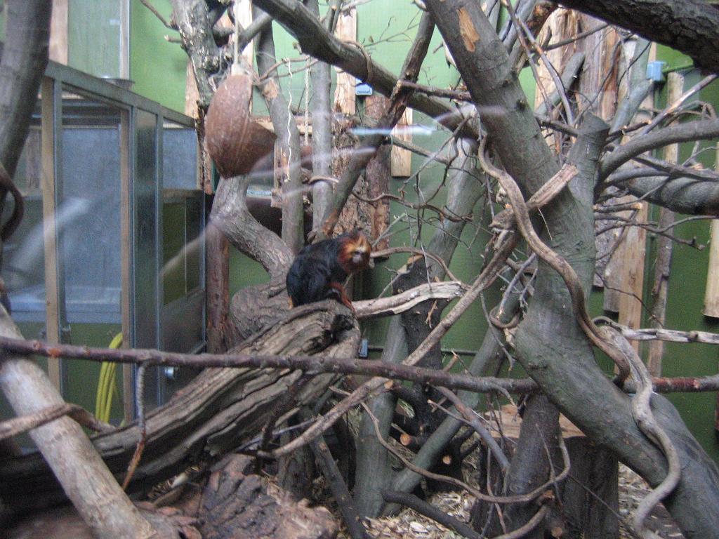 2006-04-15,_London_Zoo_072.jpg
